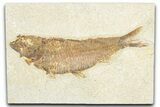 Detailed Fossil Fish (Knightia) - Wyoming #348090-1